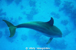 Dolphin by Vitaly Vinogradov 